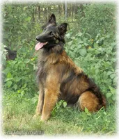 AKC Willow T, a female Belgian Tervuren for sale in Springfield, MO – Photo 3 of 9