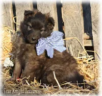 AKC Willow T, a female Belgian Tervuren for sale in Springfield, MO – Photo 7 of 9