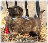 AKC Willow T, a female Belgian Tervuren for sale in Springfield, MO – Photo 8 of 9