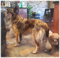 AKC Willow T, a female Belgian Tervuren for sale in Springfield, MO – Photo 2 of 9