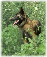 AKC Willow T, a female Belgian Tervuren for sale in Springfield, MO – Photo 4 of 9