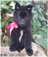 Rebel Black Girl Sp, a female Belgian Sheepdog for sale in Springfield, MO – Photo 6 of 10