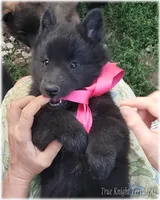 Rebel Black Girl Sp, a female Belgian Sheepdog for sale in Springfield, MO – Photo 7 of 10