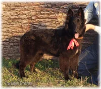 Rebel Black Girl Sp, a female Belgian Sheepdog for sale in Springfield, MO – Photo 2 of 10