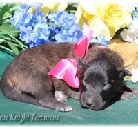 2027 Brown Girl S, a  Belgian Shepherd Dog for sale in Springfield, MO – 4 of 7