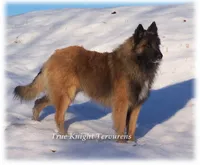 2027 Brown Girl S, a  Belgian Shepherd Dog for sale in Springfield, MO – 5 of 7