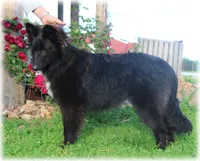 2027 Black Girl S, a  Belgian Sheepdog for sale in Springfield, MO – 4 of 9