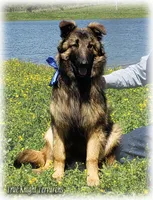 Ninja's Brown Boy T, a male Belgian Tervuren for sale in Springfield, MO – 2 of 10