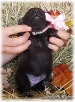 Pink GirlT, a female Belgian Tervuren for sale in Springfield, MO – Photo 8 of 10