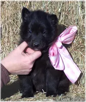 Pink GirlT, a female Belgian Tervuren for sale in Springfield, MO – Photo 6 of 10