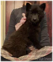 Pink GirlT, a female Belgian Tervuren for sale in Springfield, MO – Photo 4 of 10