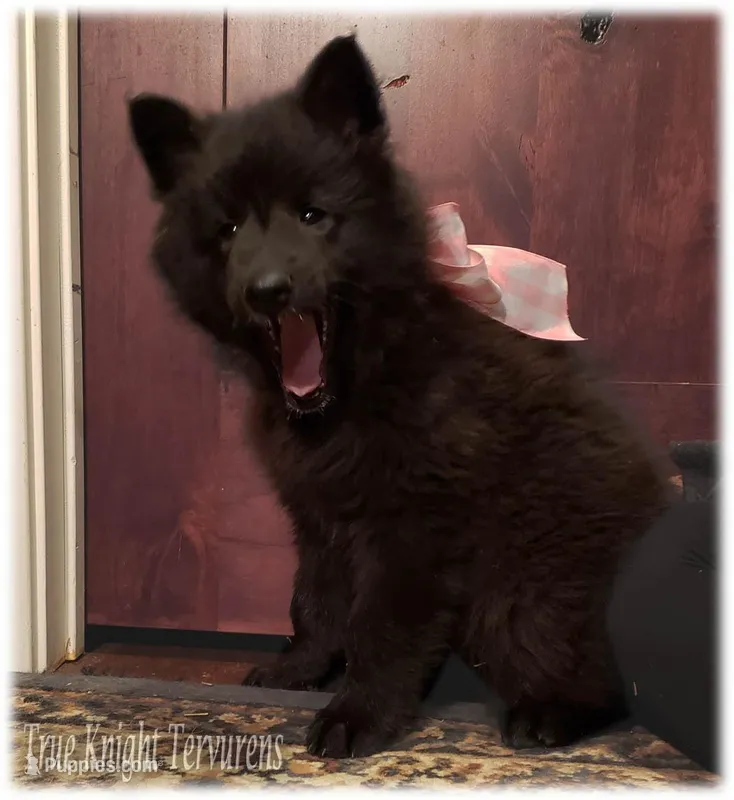 Pink GirlT, a female Belgian Tervuren for sale in Springfield, MO – Photo 1 of 10