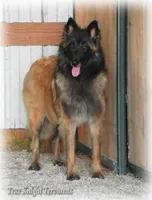Pink GirlT, a female Belgian Tervuren for sale in Springfield, MO – Photo 10 of 10