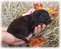 Pink GirlT, a female Belgian Tervuren for sale in Springfield, MO – Photo 7 of 10