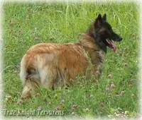 Pink GirlT, a female Belgian Tervuren for sale in Springfield, MO – Photo 9 of 10