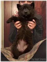 Pink GirlT, a female Belgian Tervuren for sale in Springfield, MO – Photo 3 of 10