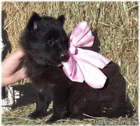 Pink GirlT, a female Belgian Tervuren for sale in Springfield, MO – Photo 5 of 10