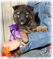 Rebel Juniper, a female Belgian Tervuren for sale in Springfield, MO – Photo 9 of 10