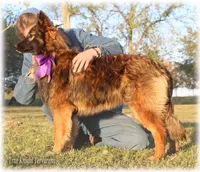 Rebel Juniper, a female Belgian Tervuren for sale in Springfield, MO – Photo 3 of 10
