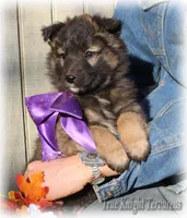 Rebel Juniper, a female Belgian Tervuren for sale in Springfield, MO – Photo 8 of 10