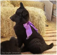 Spark Purple Ss, a female Belgian Sheepdog for sale in Springfield, MO – Photo 6 of 10
