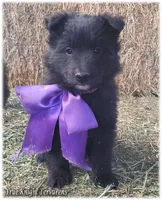 Spark Purple Ss, a female Belgian Sheepdog for sale in Springfield, MO – Photo 7 of 10