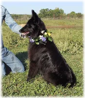 Spark Purple Ss, a female Belgian Sheepdog for sale in Springfield, MO – Photo 3 of 10