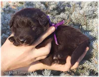 Spark Purple Ss, a female Belgian Sheepdog for sale in Springfield, MO – Photo 10 of 10