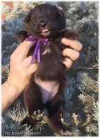 Spark Purple Ss, a female Belgian Sheepdog for sale in Springfield, MO – Photo 8 of 10