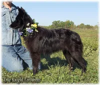 Spark Purple Ss, a female Belgian Sheepdog for sale in Springfield, MO – Photo 2 of 10