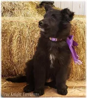 Spark Purple Ss, a female Belgian Sheepdog for sale in Springfield, MO – Photo 5 of 10