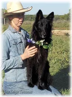 Spark Purple Ss, a female Belgian Sheepdog for sale in Springfield, MO – Photo 1 of 10