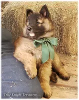 Spark Green S, a male Belgian Shepherd Dog for sale in Springfield, MO – Photo 2 of 10