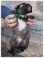 Spark Green S, a male Belgian Shepherd Dog for sale in Springfield, MO – Photo 10 of 10