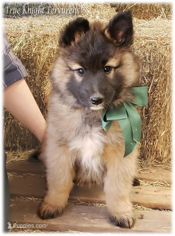 Spark Green S, a male Belgian Shepherd Dog for sale in Springfield, MO – Photo 1 of 10