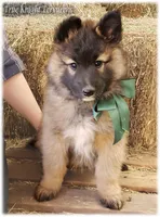 Spark Green S, a male Belgian Shepherd Dog for sale in Springfield, MO – Photo 1 of 10