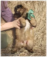 Spark Green S, a male Belgian Shepherd Dog for sale in Springfield, MO – Photo 6 of 10