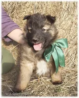 Spark Green S, a male Belgian Shepherd Dog for sale in Springfield, MO – Photo 8 of 10