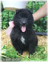 2027 Black Girl S, a  Belgian Sheepdog for sale in Springfield, MO – 3 of 9