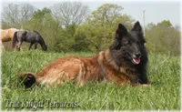 2027 Brown Girl T, a female Belgian Tervuren for sale in Springfield, MO – 6 of 7
