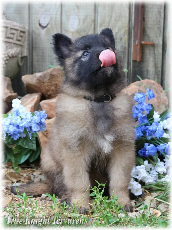 2027 Brown Girl S – Belgian Shepherd Dog puppy for sale in Springfield, MO