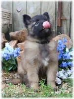 2027 Brown Girl S, a  Belgian Shepherd Dog for sale in Springfield, MO – 1 of 7