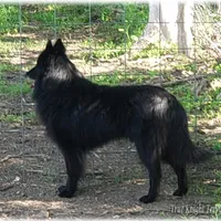 Ninja's Purple Girl T, a female Belgian Sheepdog for sale in Springfield, MO – Photo 9 of 10