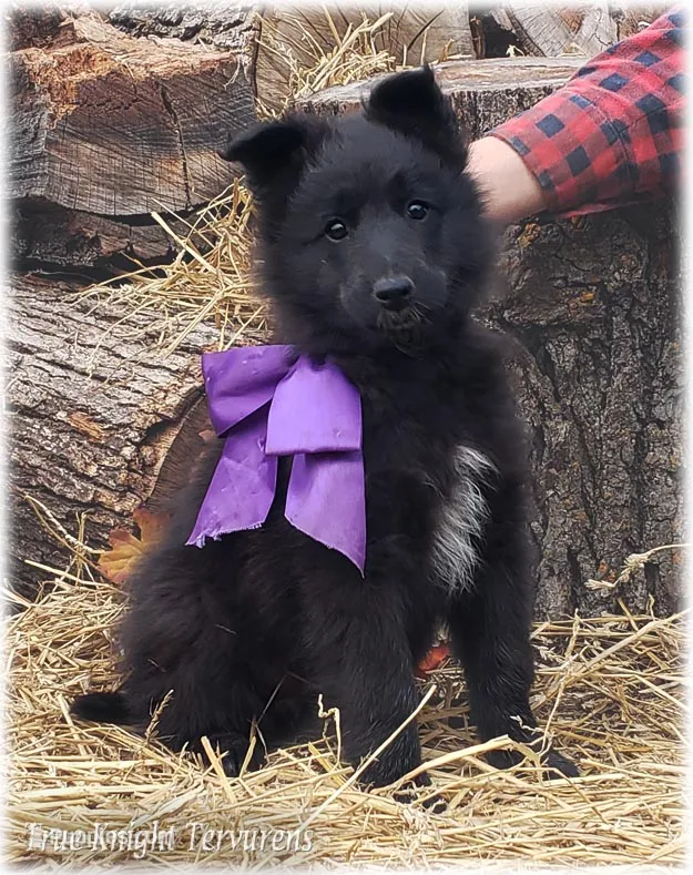 Ninja's Purple Girl T