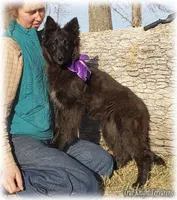 Ninja's Purple Girl T, a female Belgian Sheepdog for sale in Springfield, MO – Photo 1 of 10