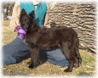Ninja's Purple Girl T, a female Belgian Sheepdog for sale in Springfield, MO – Photo 3 of 10