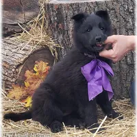 Ninja's Purple Girl T, a female Belgian Sheepdog for sale in Springfield, MO – Photo 5 of 10