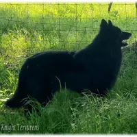 Ninja's Purple Girl T, a female Belgian Sheepdog for sale in Springfield, MO – Photo 10 of 10