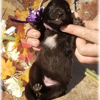 Ninja's Purple Girl T, a female Belgian Sheepdog for sale in Springfield, MO – Photo 8 of 10