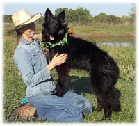 Sparky Orange S, a male Belgian Shepherd Dog for sale in Springfield, MO – Photo 2 of 9